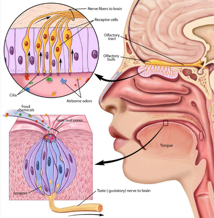 How Does Taste Buds Affect The Brain